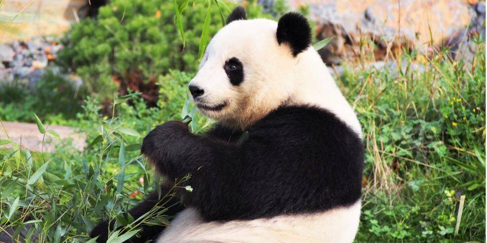 «Посланцы дружбы». Си Цзиньпин пообещал прислать в США новых панд