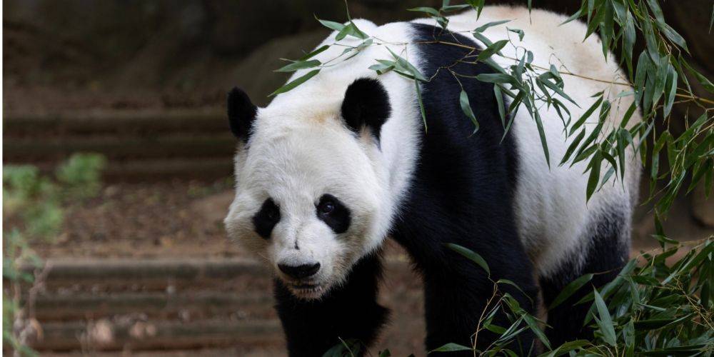 Дипломатия панд. Как мишки в американских зоопарках влияют на отношения между США и КНР