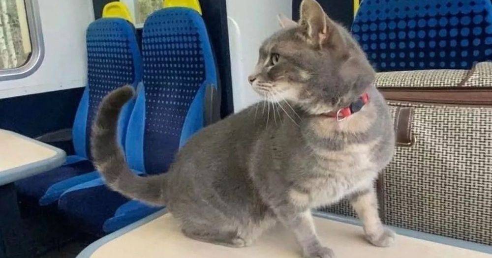 Увидели фото в соцсетях: кот путешествовал поездом, а владельцы и не догадывались (фото)
