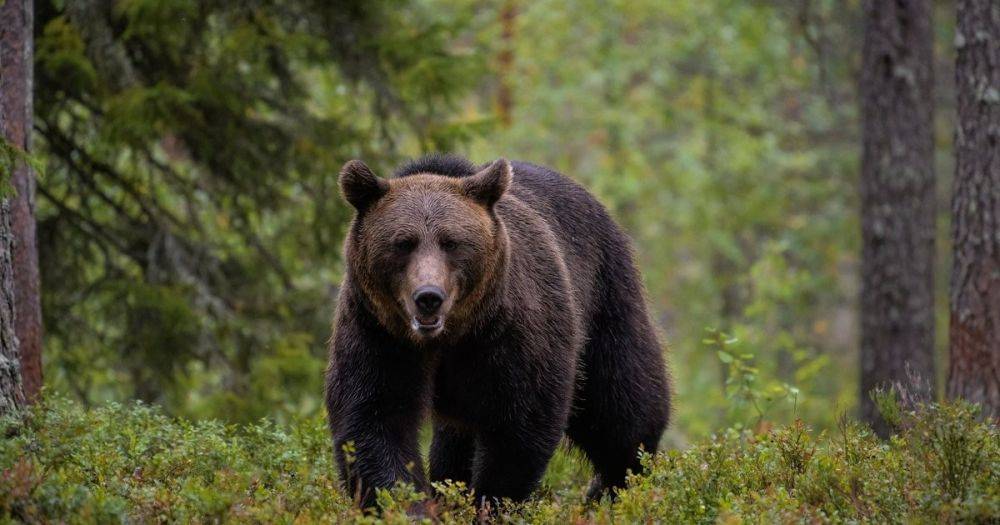Найди медведя в лесу: оригинальная оптическая иллюзия заставляет мыслить нестандартно (фото)