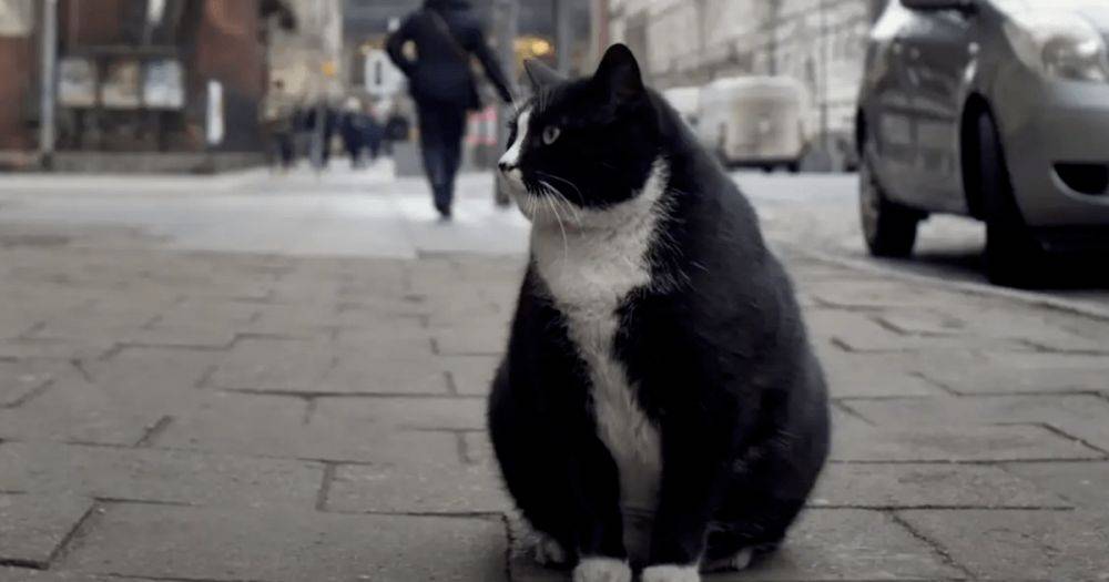 Звезда польского Щецина: уличный кот Гацек нашел новый дом (видео)
