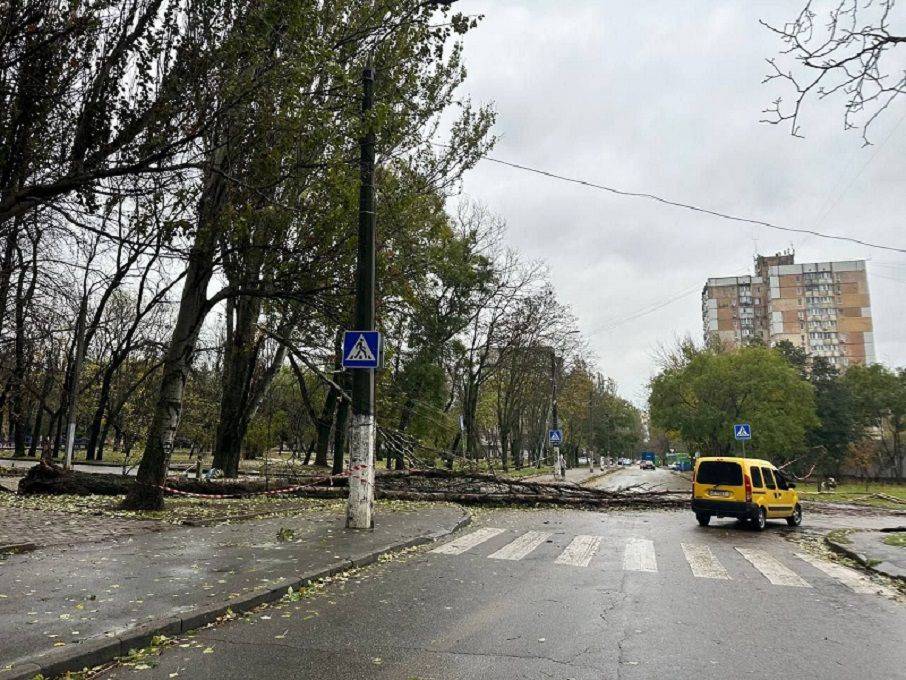 В Одессе упало полсотни деревьев и выпал первый снег | Новости Одессы