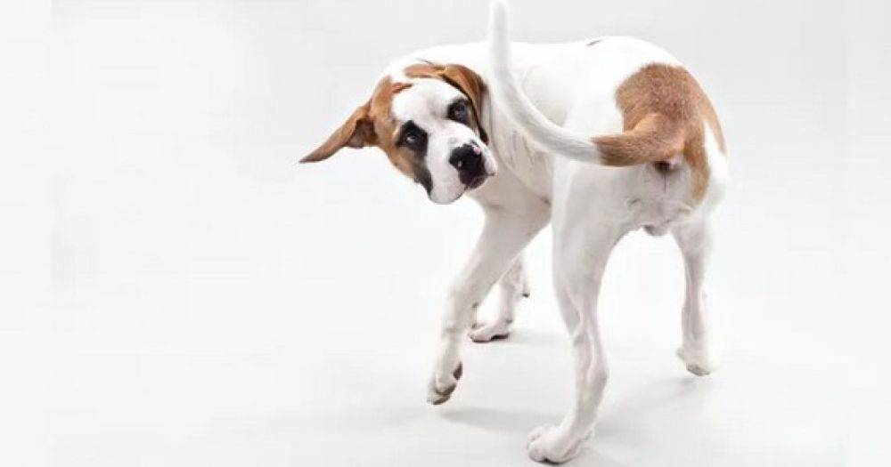 Опасный сигнал. Ученые объяснили, почему собаки гоняются за своим хвостом и кусают его