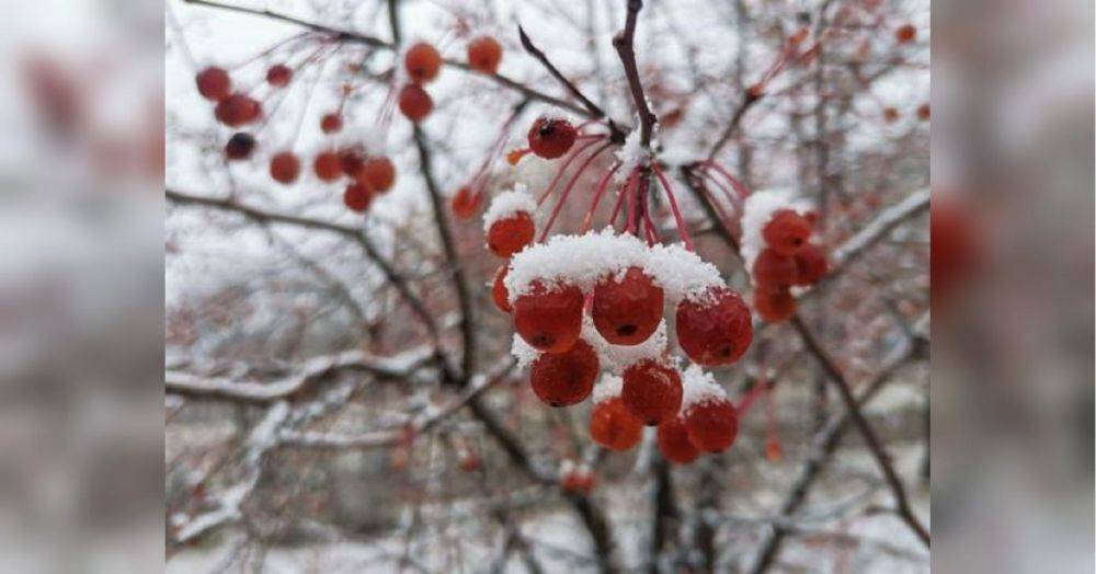 Метели и морозы до -14: завтра в Украину придет зима