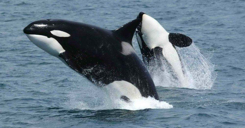 Видели лишь несколько человек: очень редкое поведение китов-убийц впервые сняли на видео