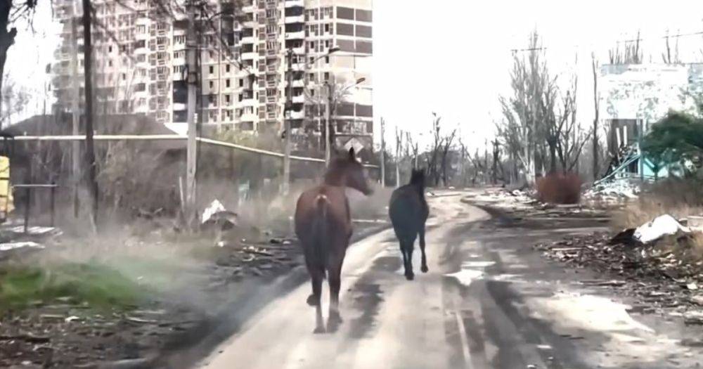 Вели под взрывами: в Авдеевке "Белые ангелы" спасли двух породистых лошадей, — МВД (видео)