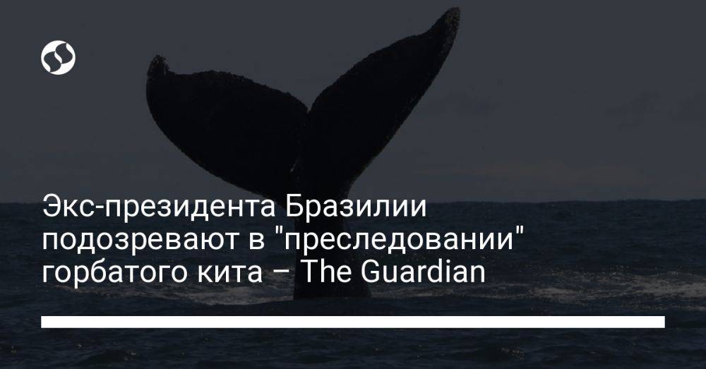 Экс-президента Бразилии подозревают в "преследовании" горбатого кита – The Guardian