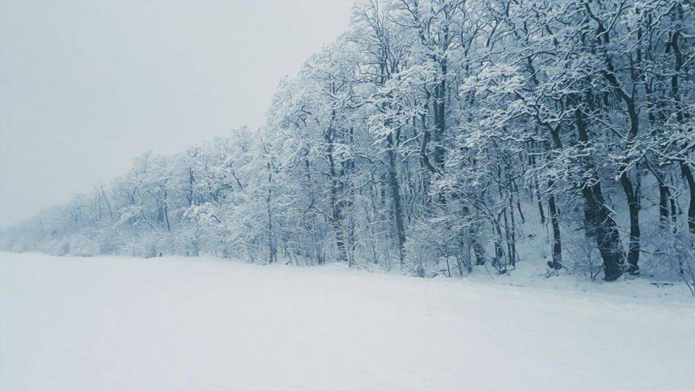 Снег в Украине – где 20 ноября выпал снег – фото и видео