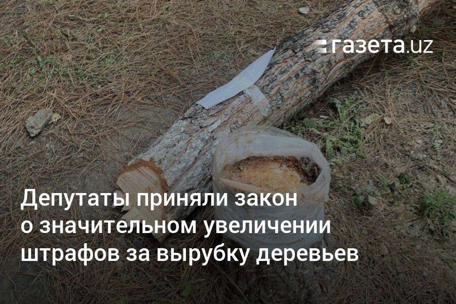 Депутаты приняли закон о значительном увеличении штрафов за вырубку деревьев в Узбекистане