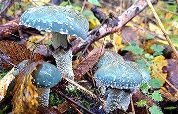 Красивый и одновременно пугающий своим видом гриб растет в Беловежской пуще