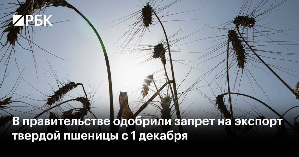 В правительстве одобрили запрет на экспорт твердой пшеницы с 1 декабря