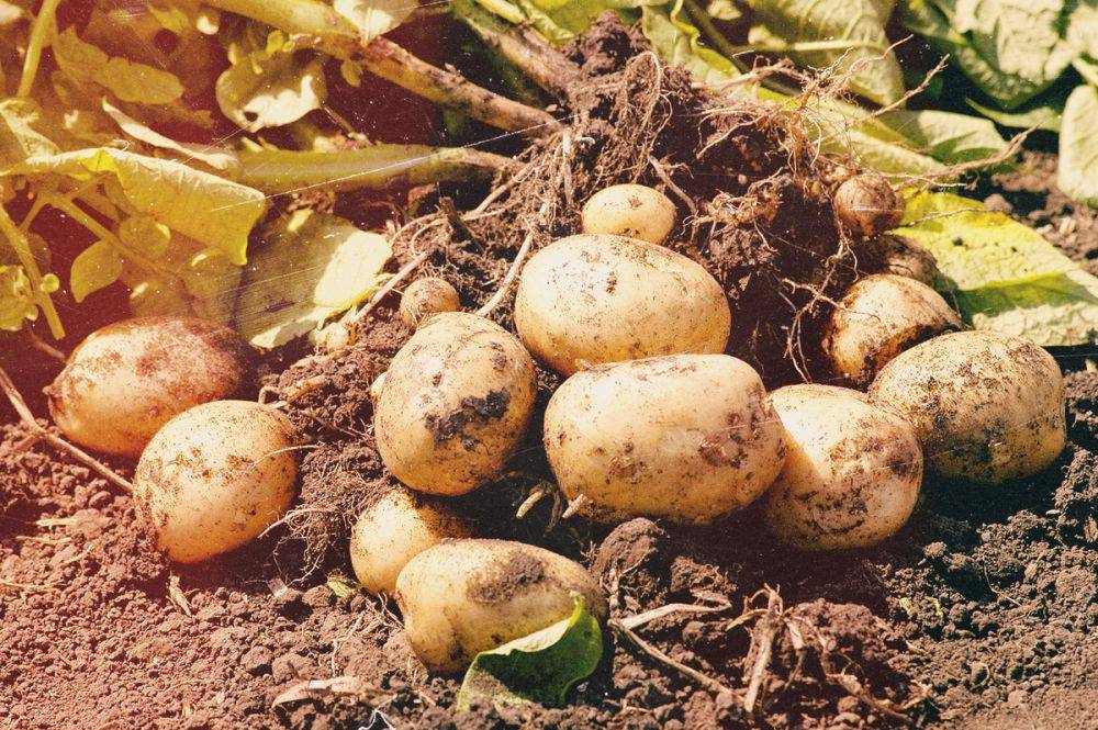 Не повторяйте эту ошибку, чтобы не остаться без картошки: что нужно знать, чтобы не загубить весь урожай