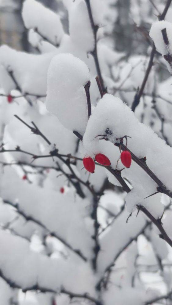 Снег, дождь и сильный ветер. Прогноз погоды на Харьковщине на 24 ноября
