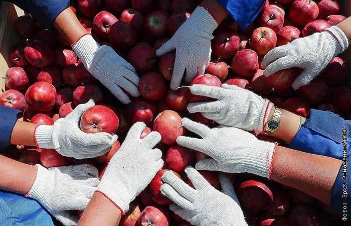 Яблочко не налилось - садоводы отмечают снижение урожая и рентабельности. Обзор