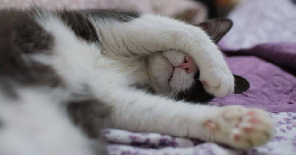Покорил соцсети: хозяин показал, как его ленивый кот объедается во сне (видео)