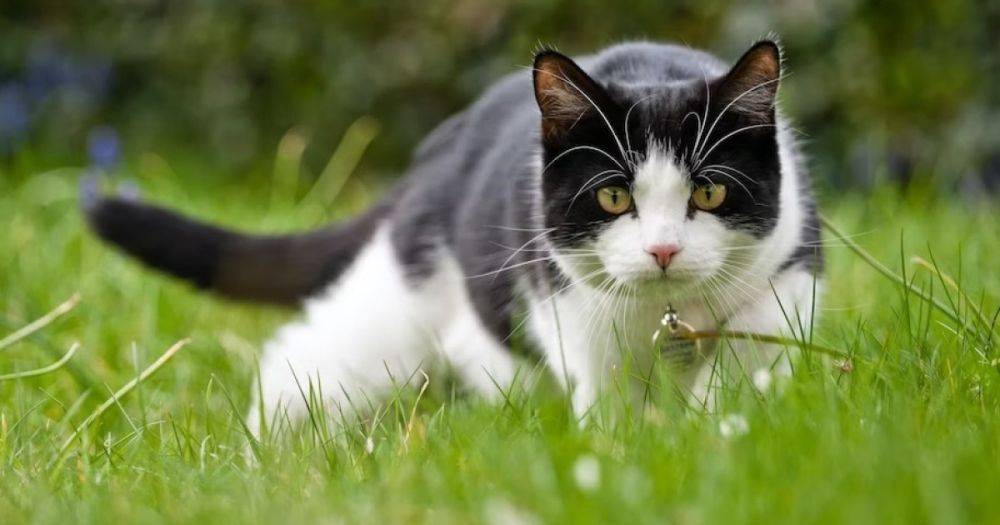 Коты в смокинге: пять интересных фактов о черно-белых кошках