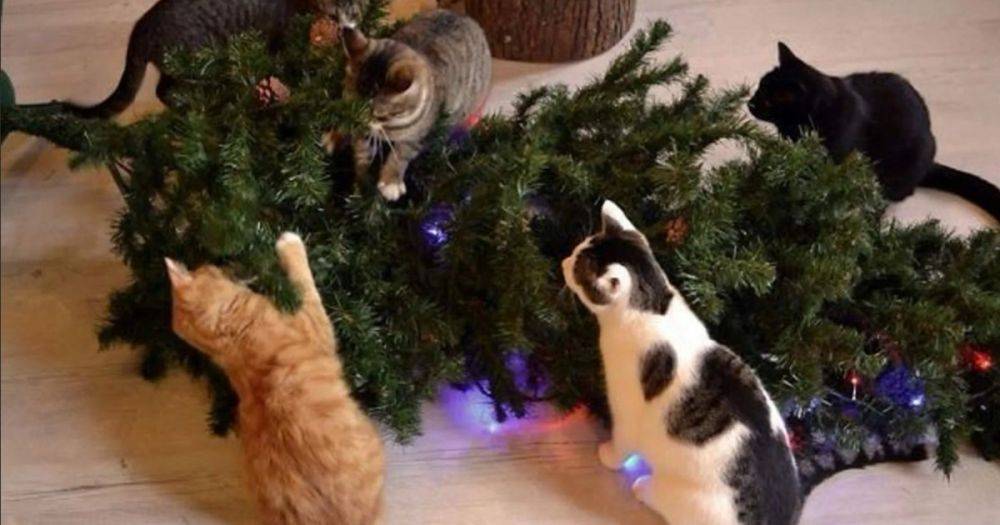 Лайфхак на Рождество: женщина показала, как легко защитить новогоднюю елку от кошек (фото)