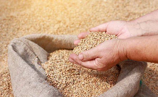 Швеция выделит более 8 миллионов евро на транспортировку украинского зерна