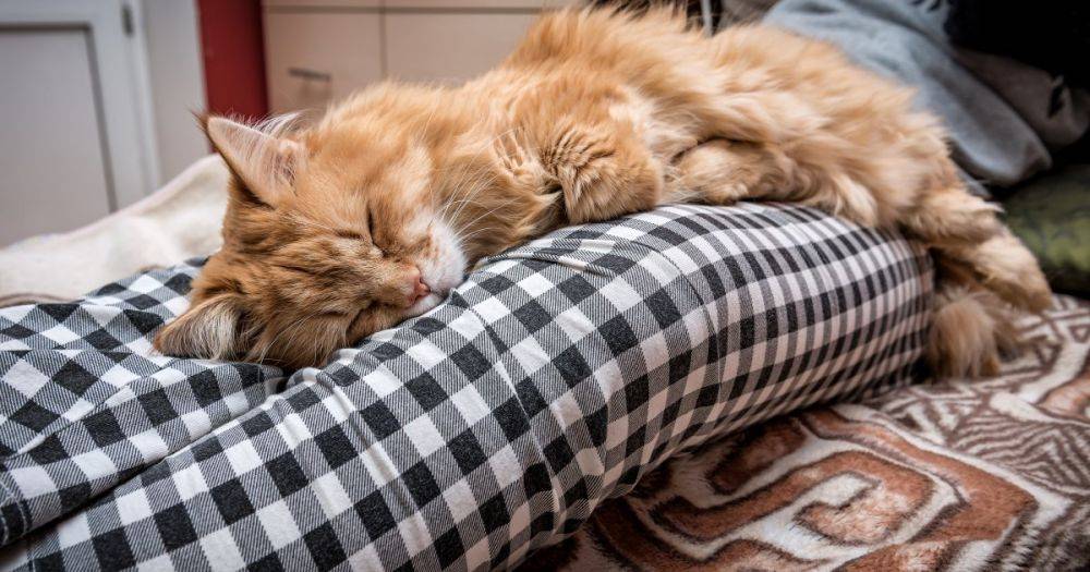 Озорные и милые: топ интересных фактов о рыжих котах