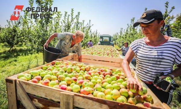 Новый рекорд: липецкие садоводы собрали 80 тысяч тонн яблок