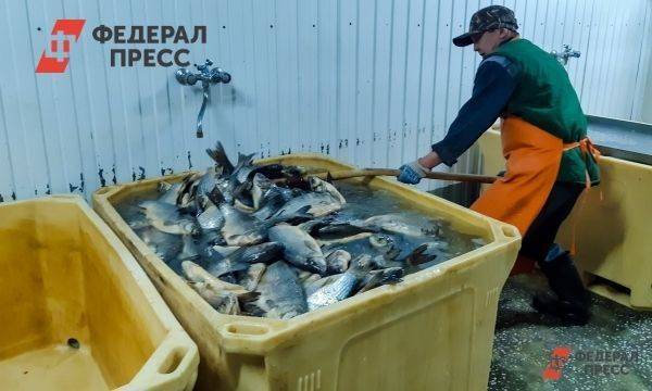 В России растет вылов рыбы
