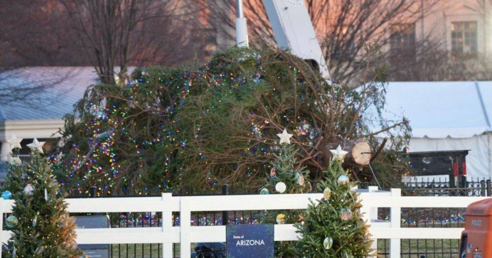 "Это плохой знак": главная елка США упала перед Белым домом (фото, видео)