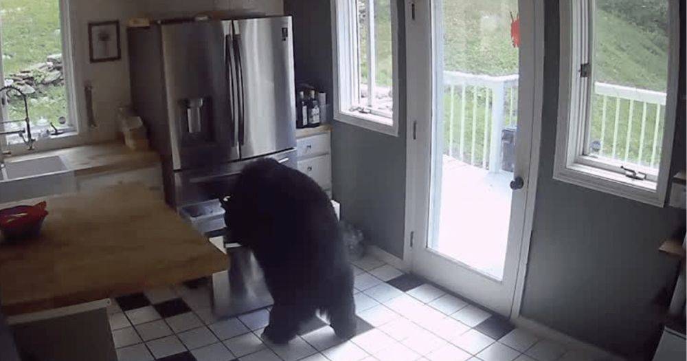Сам открыл холодильник: голодный медведь ворвался в дом и украл лазанью (видео)