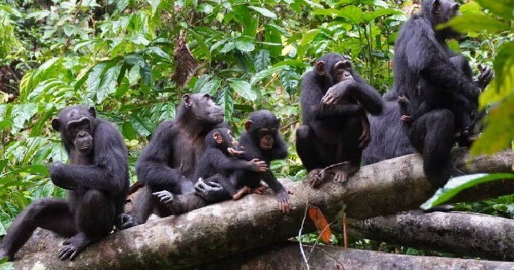 Искусство войны: шимпанзе используют сложную тактику, описанную Сунь-Цзы