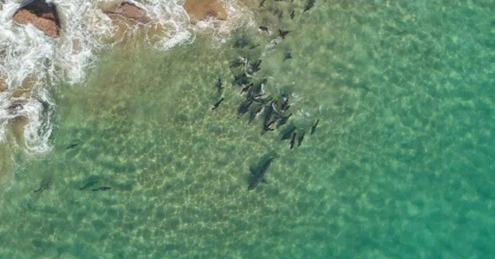 Уникальные кадры. На белую акулу напала стая тюленей: в чем причина такого поведения (видео)