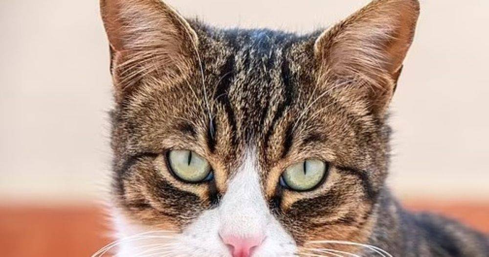 Тревога или любопытство: что на самом деле означает выражение морды вашей кошки (фото)
