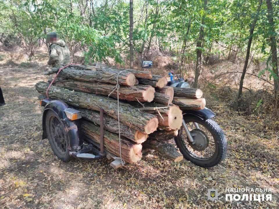 Жители Одесской области грозит тюрьма за вырубку деревьев | Новости Одессы
