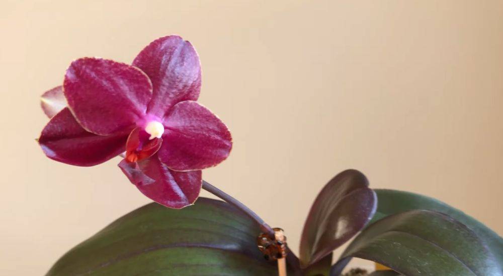 Поможет молочная подкормка: как заставить орхидею цвести в два раза пышнее