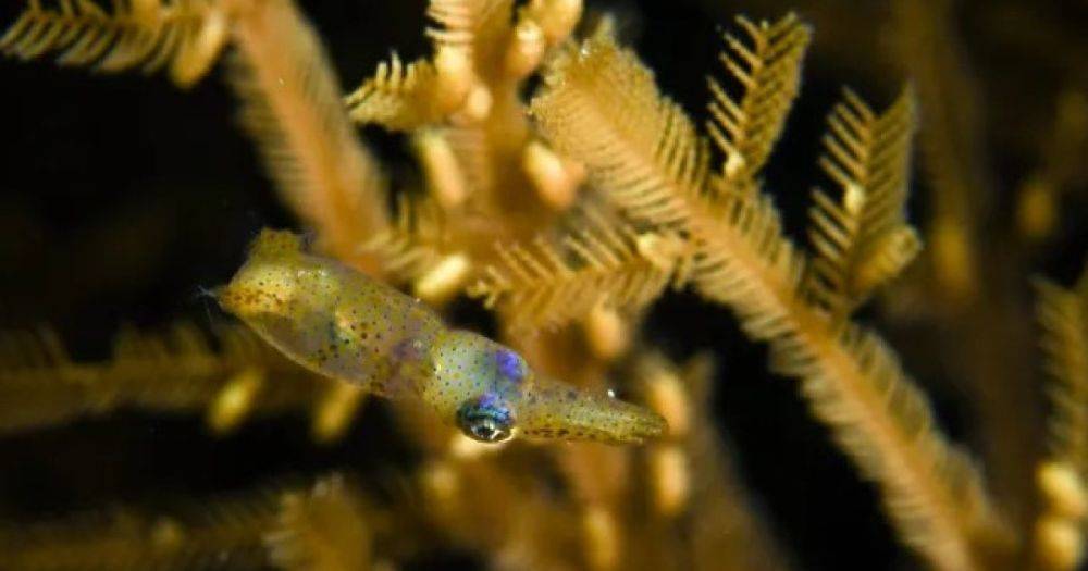 В коралловых лесах Тихого океана нашли "японских лесных фей": размером не больше скрепки для бумаг