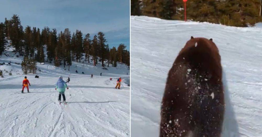 Не знал, что это такое: лыжник ехал с горы и чуть не врезался в черного медведя (видео)