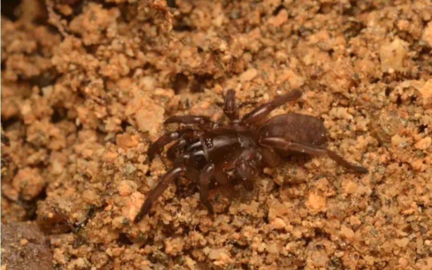 Паук Nemesia berlandi – редкого паука нашли в Португалии