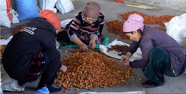 Цена на сушеный абрикос на севере Таджикистана резко упала