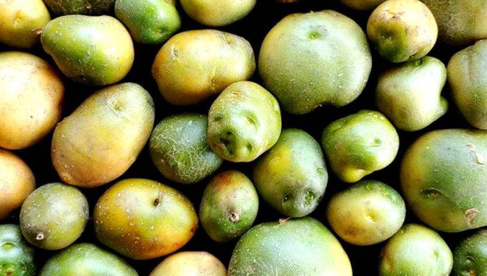 Попалась картошка с зелеными пятнами: можно ли ее кушать и чем она может быть опасна