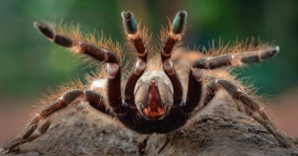 Смертельно опасное покрытие тела ядовитых пауков: почему тарантулы такие волосатые (фото)