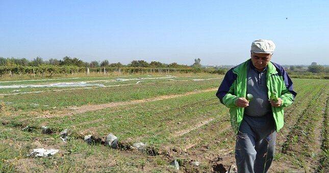 Истории таджикских фермеров, получивших финансирование от АБР для поддержки производства продуктов питания