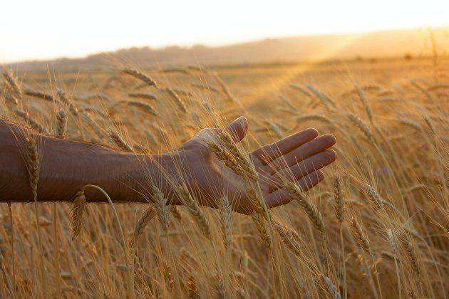 Лавров заявил, что Россия готова нарастить объемы экспорта зерна в Тунис