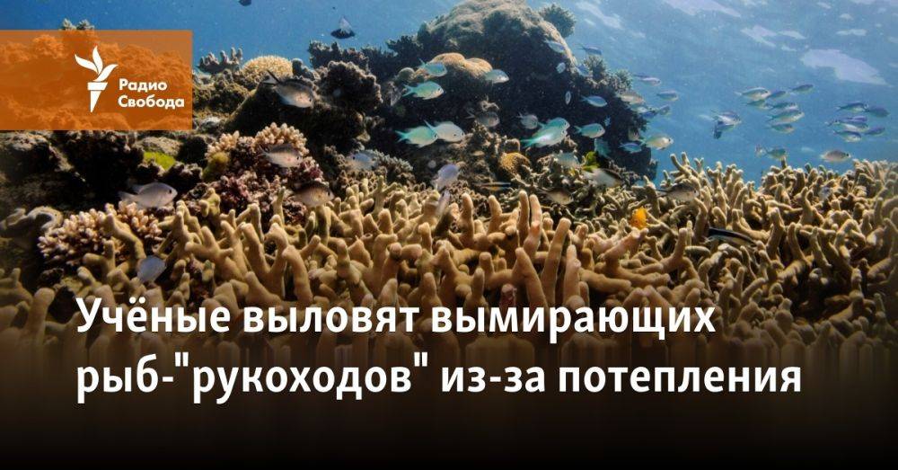 Учёные выловят вымирающих рыб-"рукоходов" из-за потепления