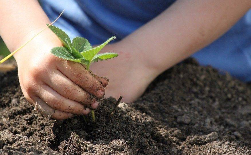 Лучше подготовиться заранее: опытные огородники раскрыли тайны, как восстановить почву после зимы