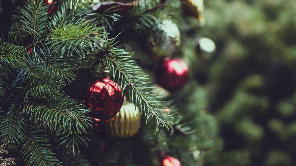 Будет радовать все праздники: сохраняем свежесть новогодней елки надолго