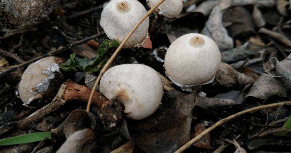 "В мире их всего десятки": в центре Киева нашли редкий гриб, — соцсети (фото)