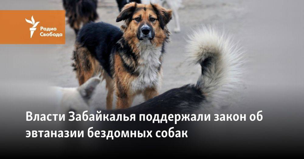 Власти Забайкалья поддержали закон об эвтаназии бездомных собак