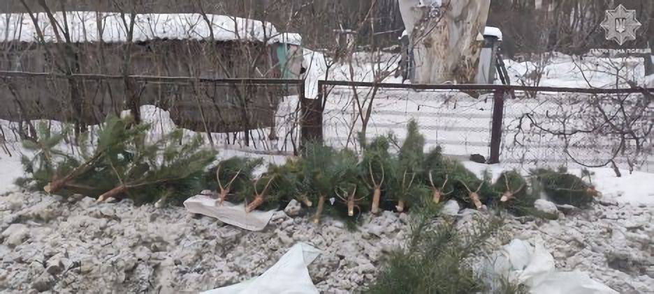 Ущерб от поруба сосен на территории Басовского парка составил более 170 тысяч гривен