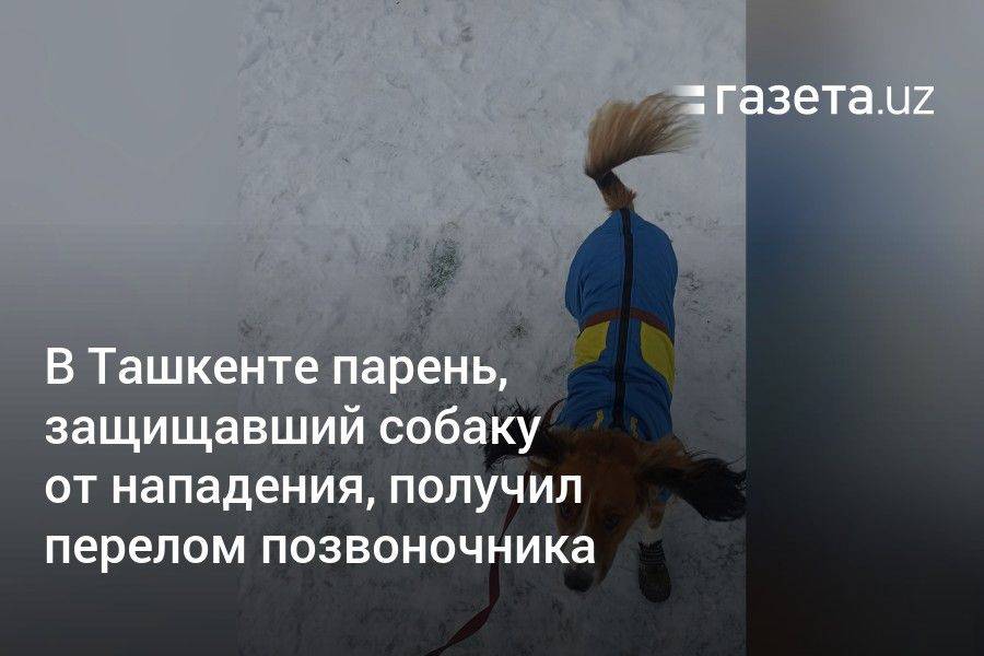 В Ташкенте парень, защищавший собаку от нападения, получил перелом позвоночника