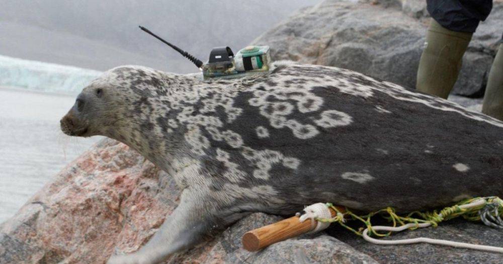 100 000 лет заточения. Уникальный новый вид тюленей тысячелетиями скрывался в Арктике (фото)
