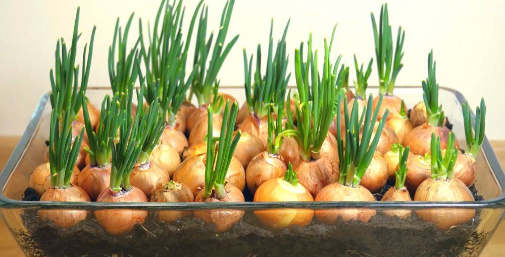 Осталось пару дней: как успеть до Нового года вырастить собственный зеленый лук из репчатой луковицы