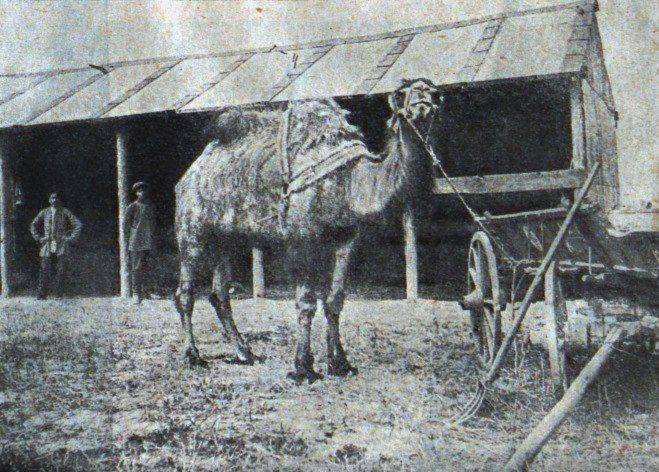 Киев в 1910-1917 годах - фото грузовых верблюдов на улицах
